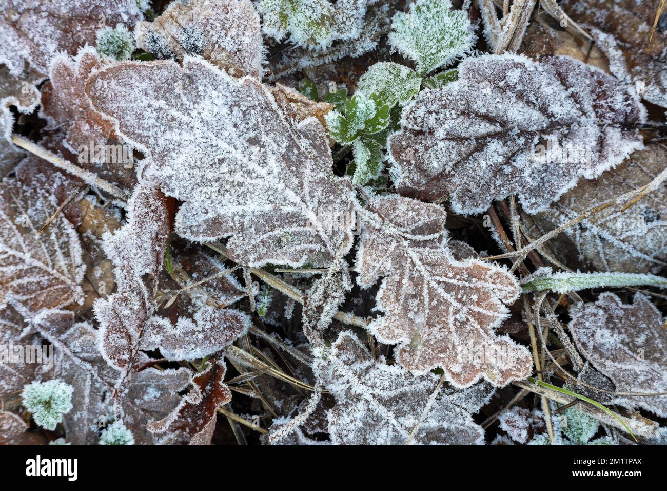 Hoar Frost Covered Eichenblätter, Großbritannien Stockfoto