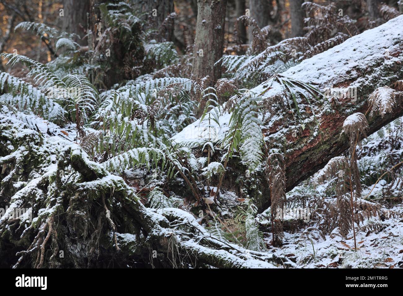 Falling Tree in a Winter Woodland Scene, North Pennines, Bowlees, Teesdale, County Durham, UK Stockfoto