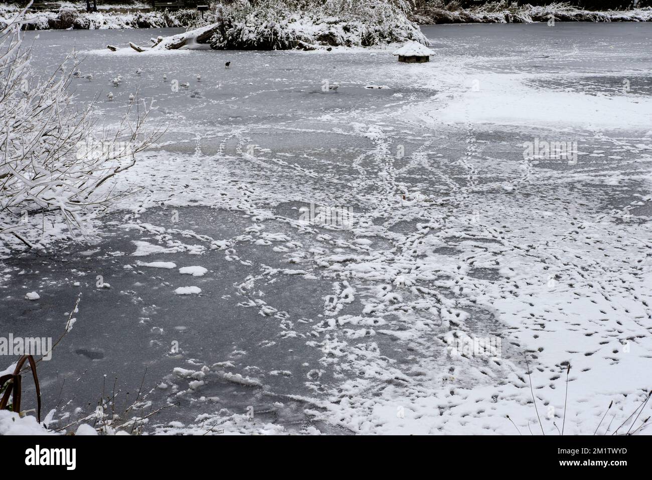 Dünnes Eis auf gefrorenem Teich. UK Stockfoto