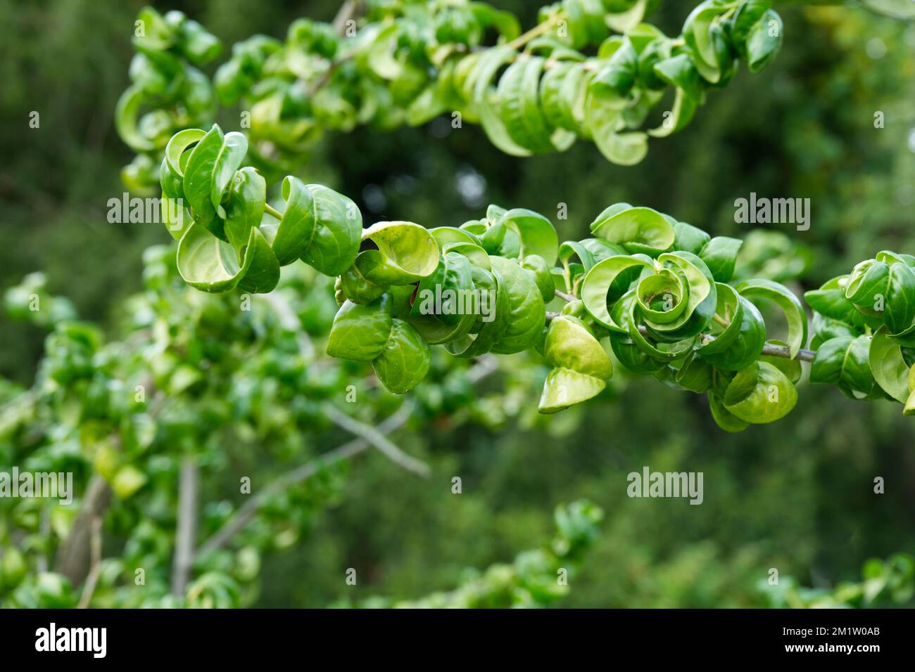 Laub von Prunus laurocerasus „Camelliifolia“ Kirschlaurel im britischen Garten November Stockfoto