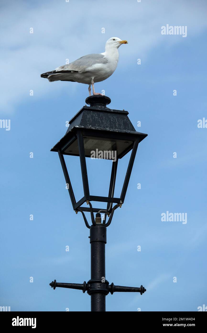 Möwe sitzt auf einem schwarzen, alten Lammpfahl. Stockfoto