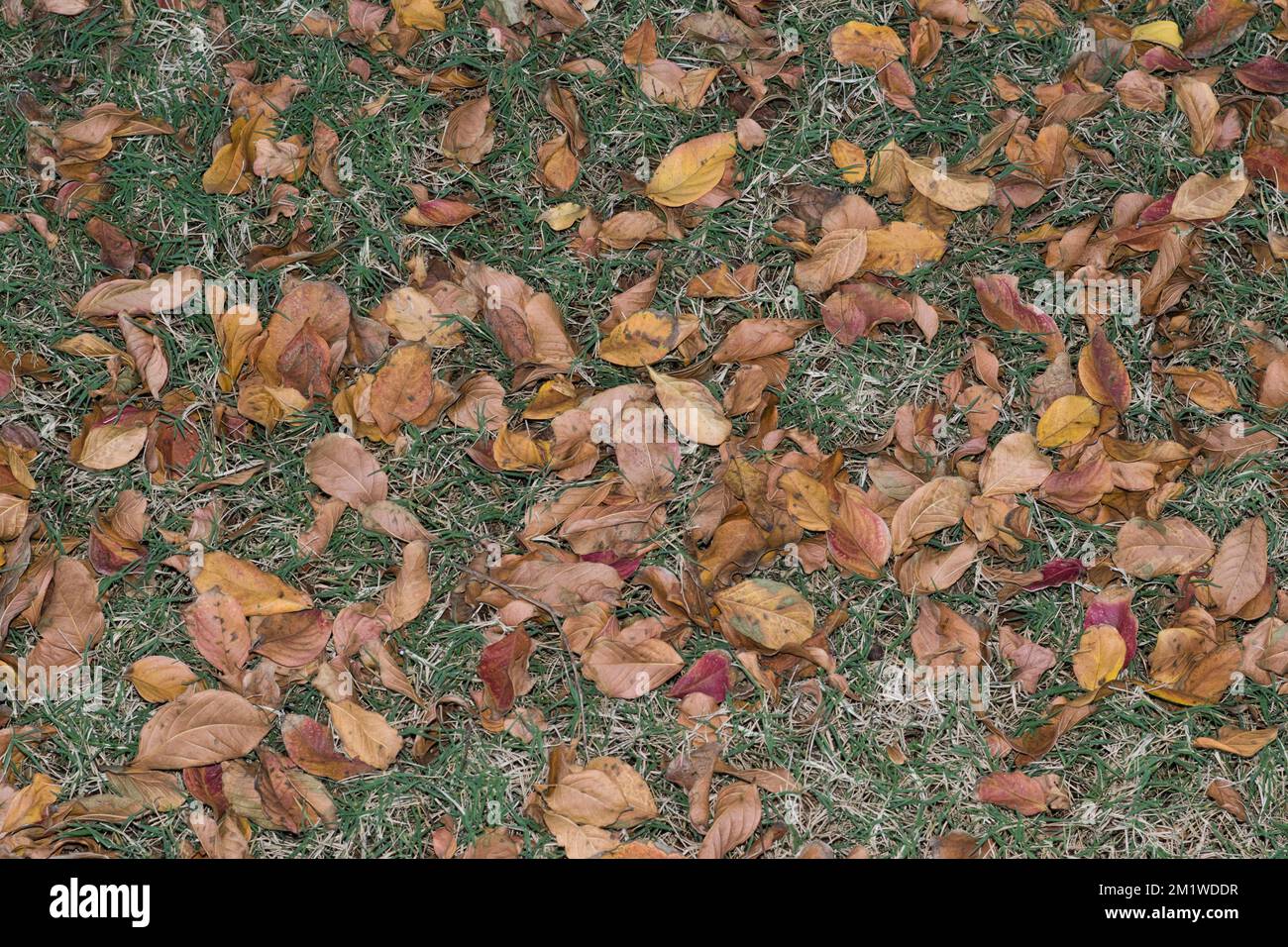 Dead Crepe Myrtle Blätter, die während der Herbstsaison in Houston, TX, über einen Rasen verstreut sind. Gartenpflege-Hofinstandhaltungskonzept. Stockfoto