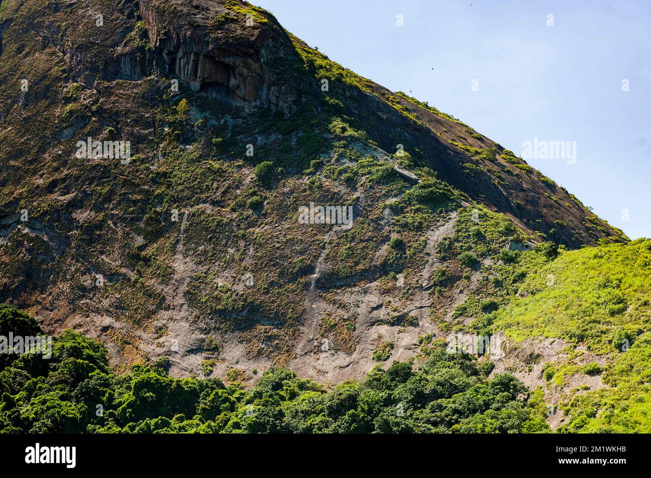 Felsformation in Rio de Janeiro mit Vegetation, blauem Himmel, wie ein Alligatorgesicht Stockfoto