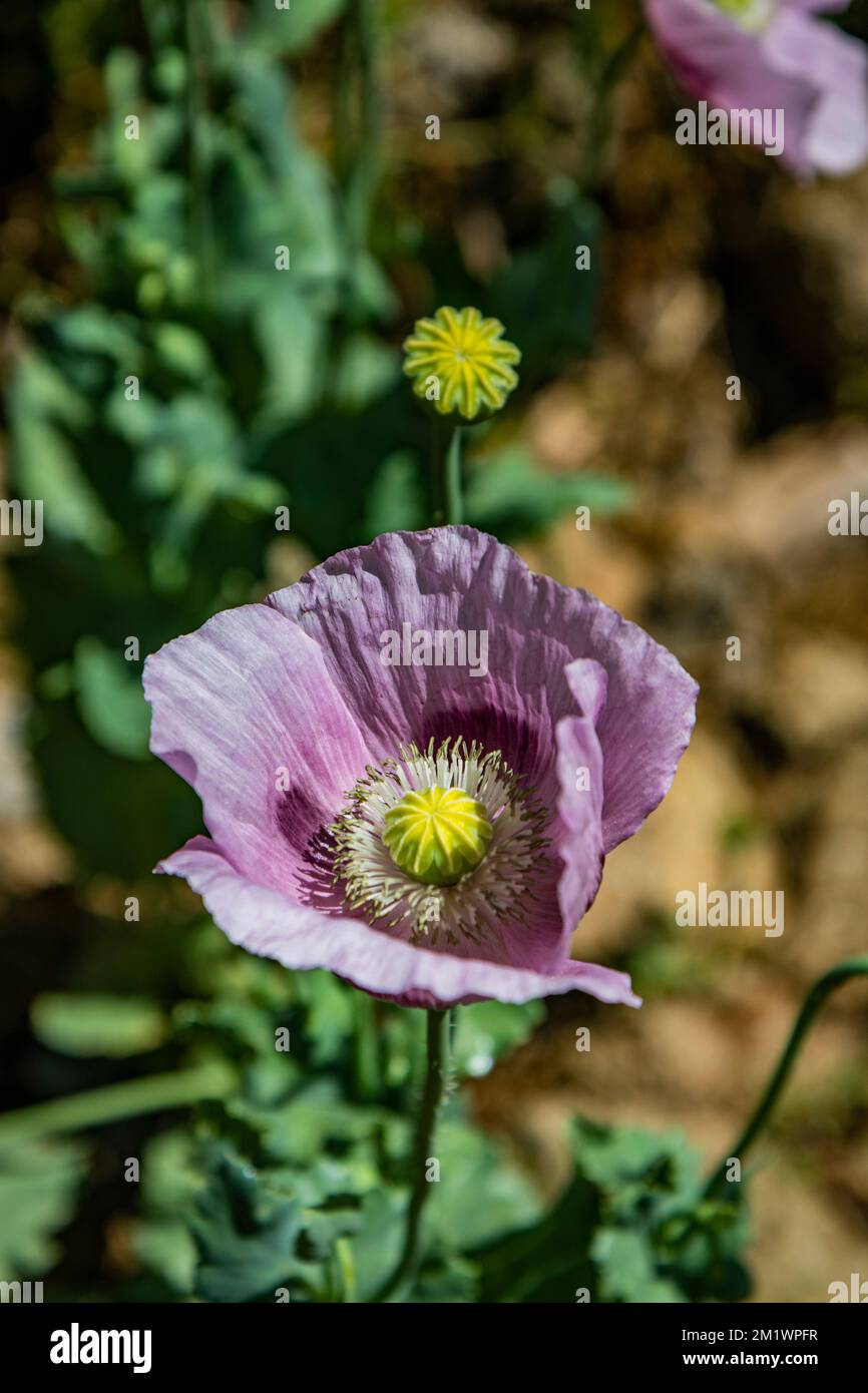 Verschlüsse der weißen und lilafarbenen Blüte des Opiummohns. Makrofotografie. Detail des gelben Pistils mit den Blütenblättern. Stockfoto