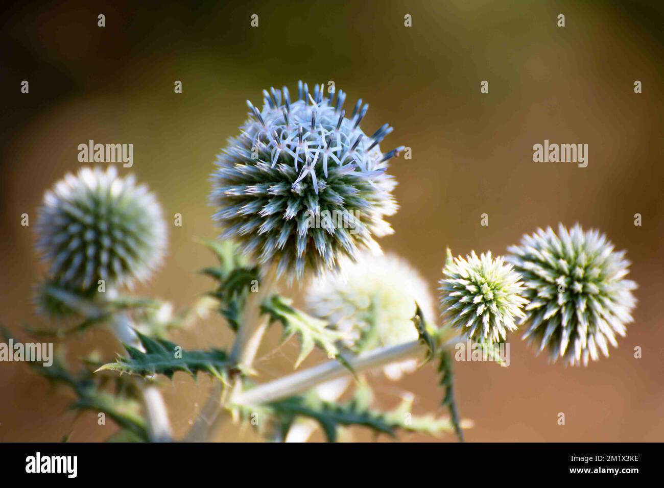 wilde Distel Stockfoto