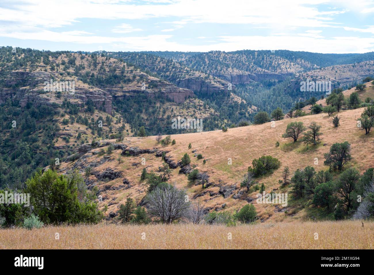 Blick auf den Gila National Forest in der Nähe des Gila Cliff Dwellings National Monument; Mimbres, New Mexico, USA. Stockfoto