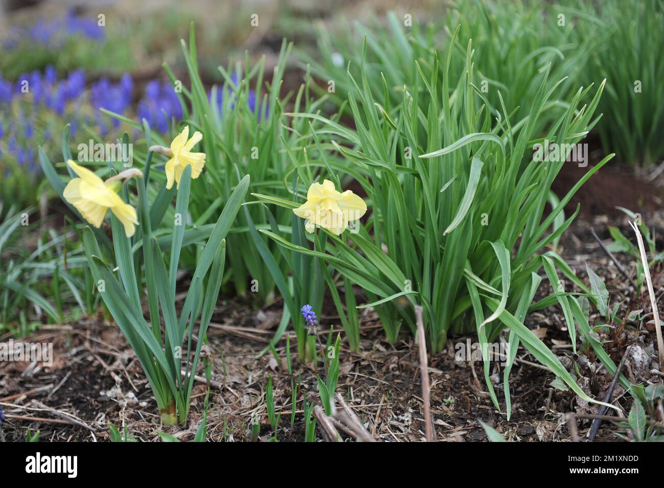 Blassgelb mit weißen Tassen große Narzissen (Narcissus) Avalon blühen im April in einem Garten Stockfoto