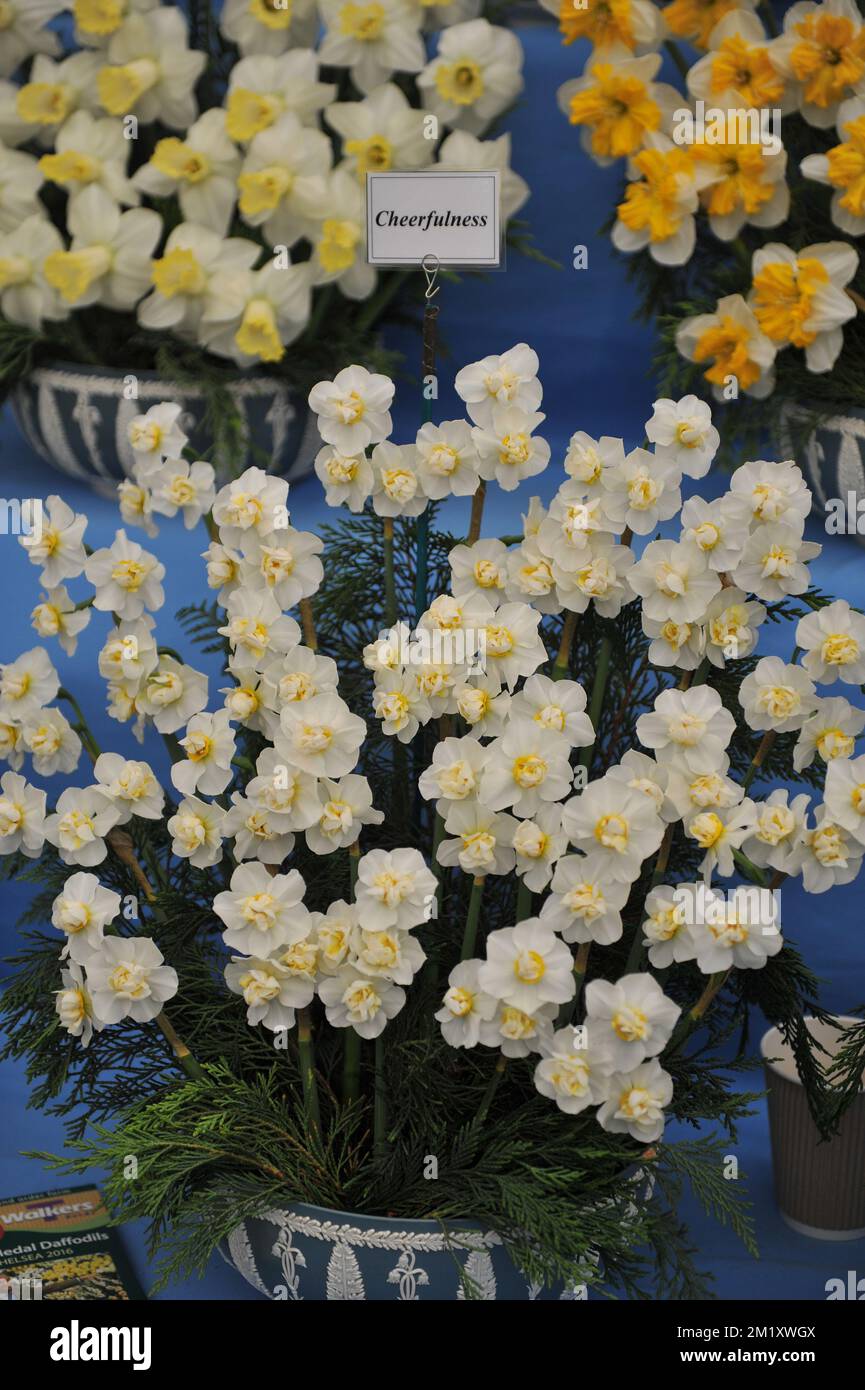Ein Blumenstrauß aus gelben und weißen Doppelnarzissen (Narzissen) Fröhlichkeit auf einer Ausstellung im Mai Stockfoto