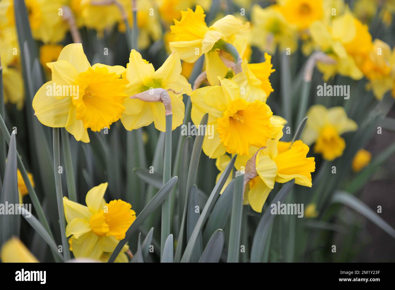 Gelbe Trompete Narzissen (Narzissen) Fata Morgana blühen im April in einem Garten Stockfoto
