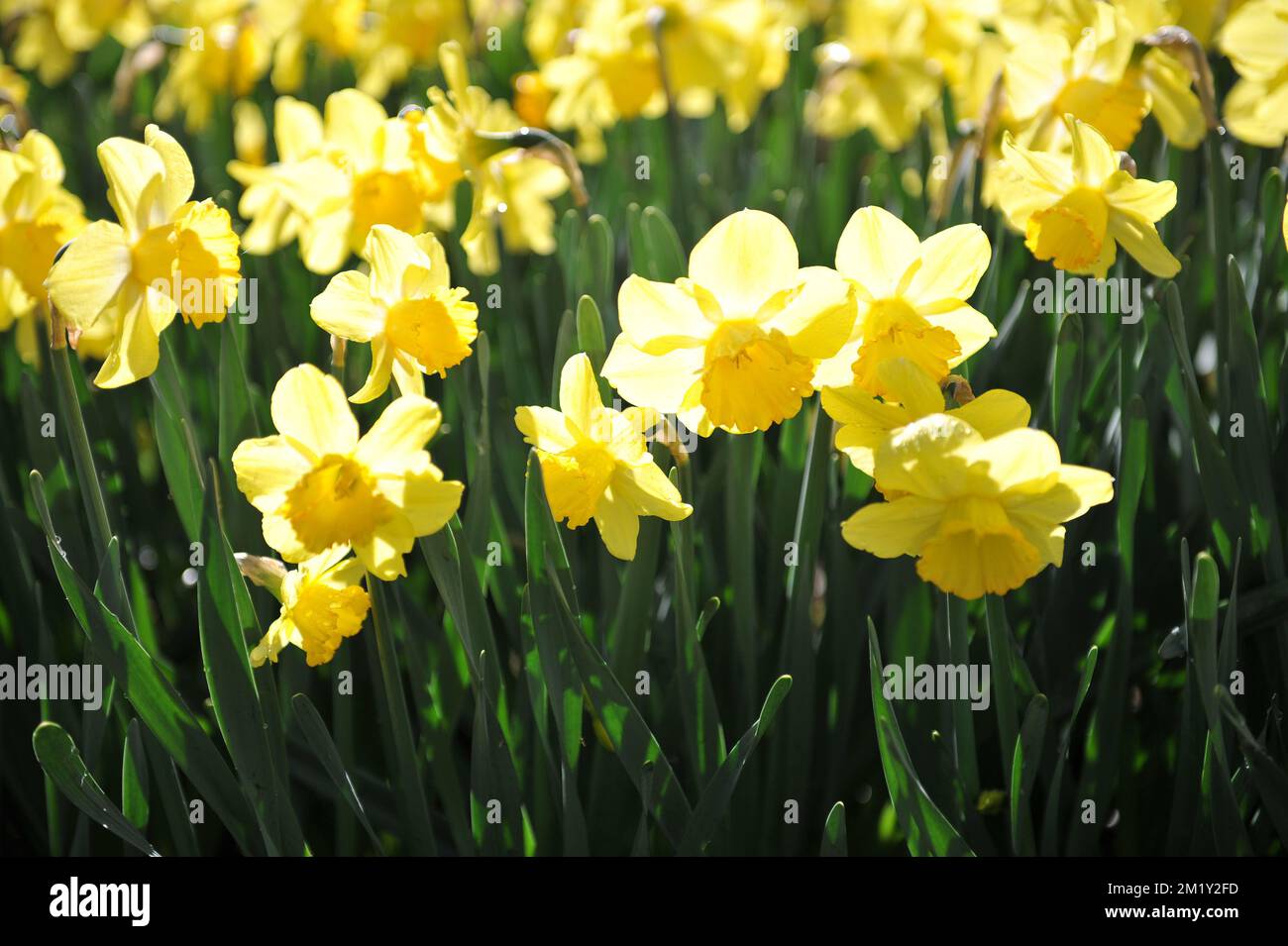 Gelbe Narzissen (Narcissus) Fellows liebste Blüte in einem Garten im April Stockfoto