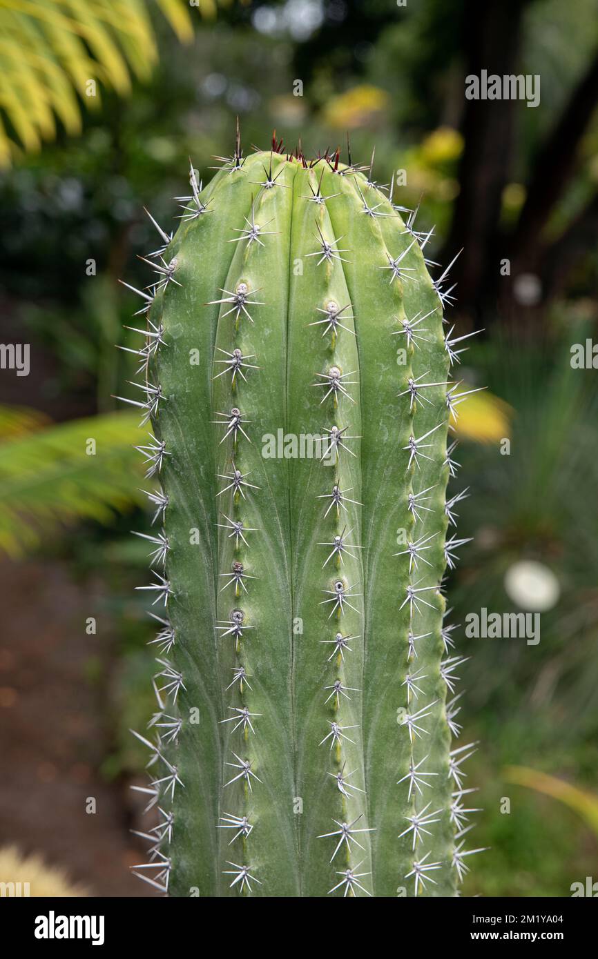 Robuster Kaktus der Gattung Trichocereus taquimbalensis mit kurzen und scharfen radialen Wirbelsäulen, hitzeliebende, saftige Pflanze mit pulpigen Stämmen und Wurzeln Stockfoto