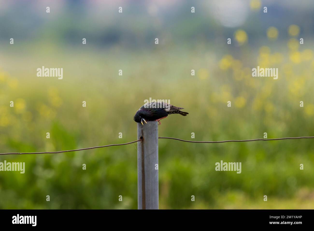 Foto eines kleinen schwarzen Vogels, der auf einem grauen Zaunpfahl in einem Feld in der Sonne steht Stockfoto