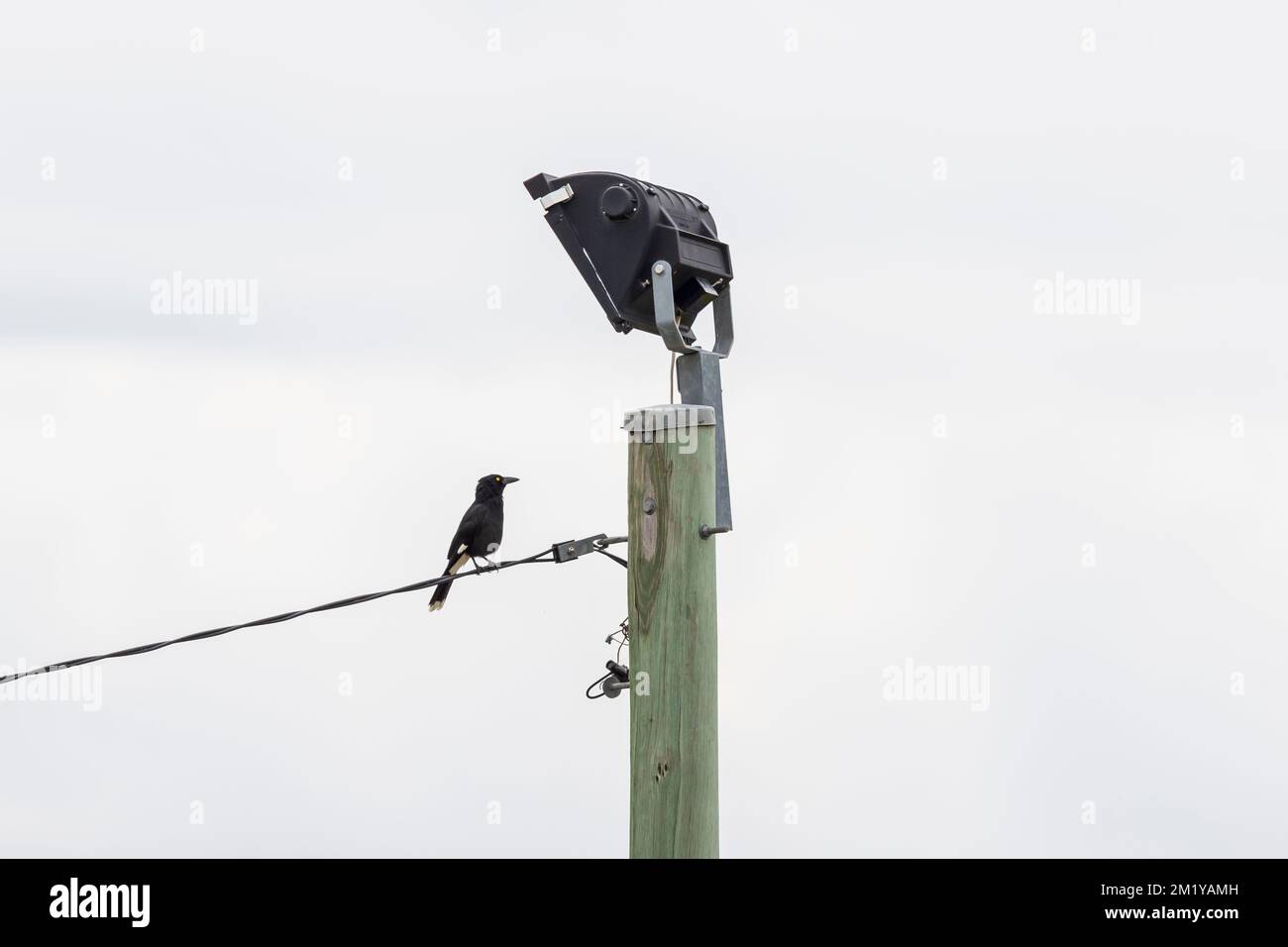 Foto eines schwarzen Vogels, der auf dem Zugkabel eines großen Lichtturms auf einem grünen Holzpfosten steht Stockfoto