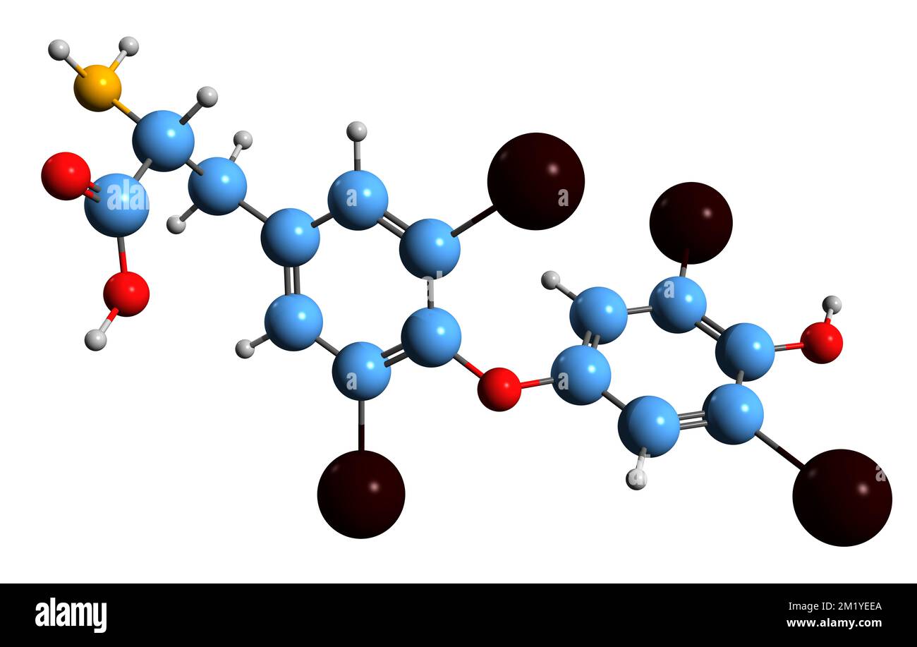 3D-Bild einer Thyroxin-Skelettformel - molekularchemische Struktur des Schilddrüsenhormons isoliert auf weißem Hintergrund Stockfoto