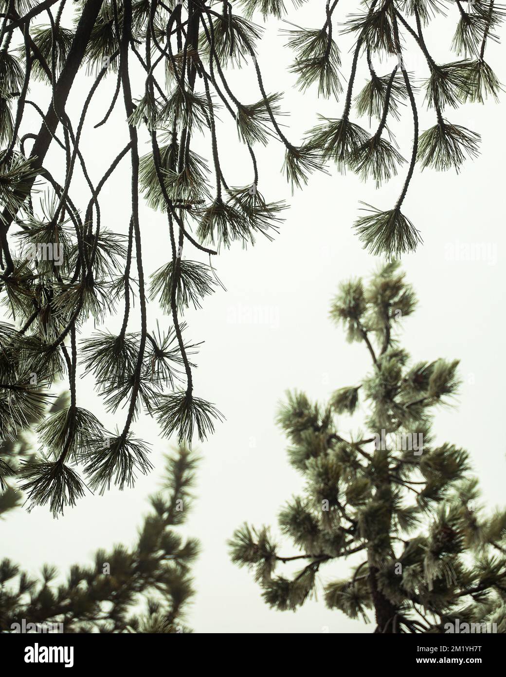 Nahaufnahme von Baumzweigen und Piniennadeln Stockfoto