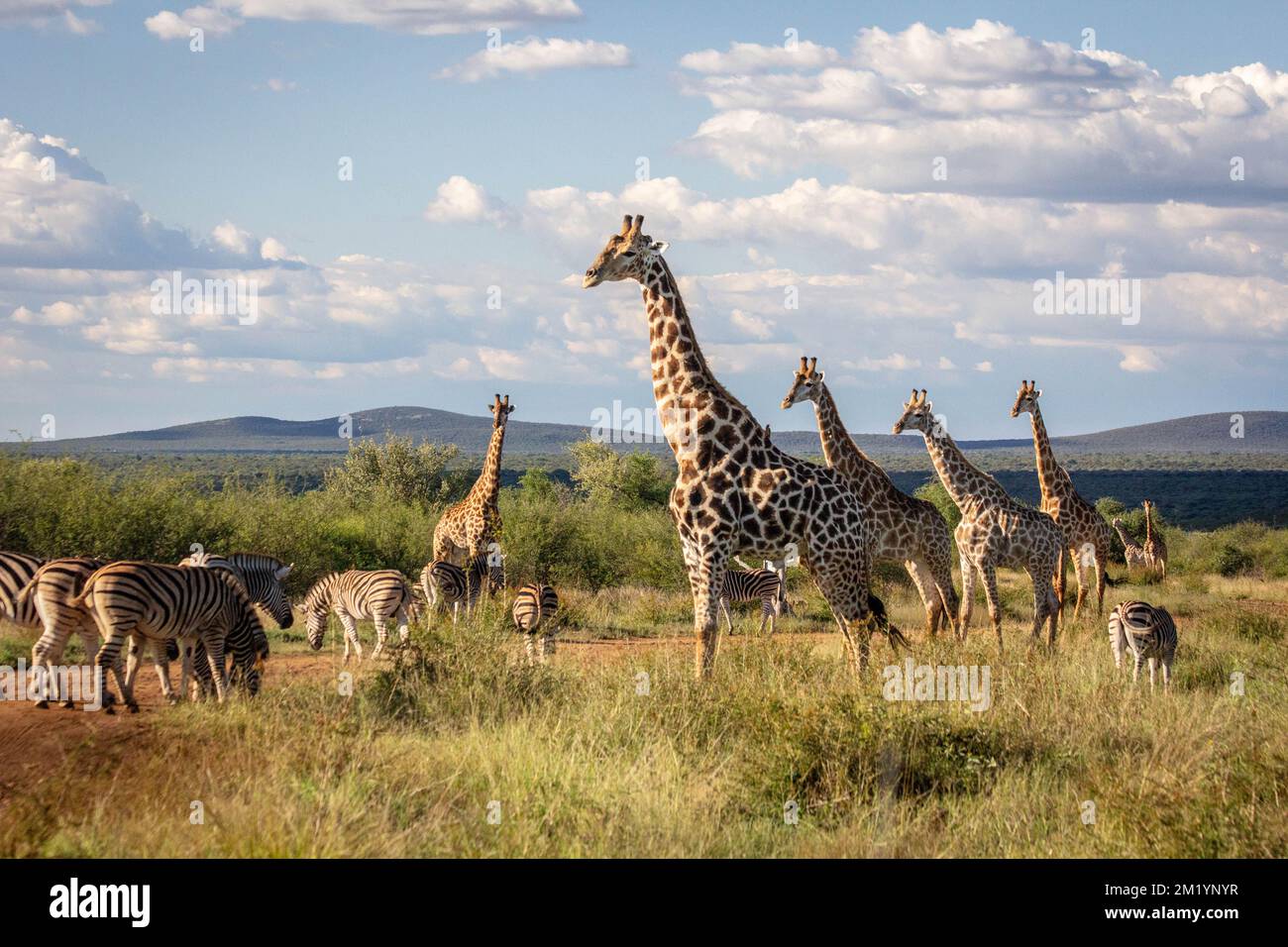 Giraffen und Zebras kleben zusammen, weil die Anzahl sicher ist Stockfoto