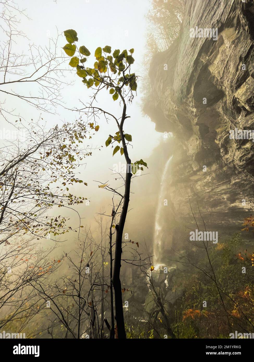 Ein schmaler Wasserfall an einem nebligen Tag im Herbst, umrahmt von Bäumen. Stockfoto