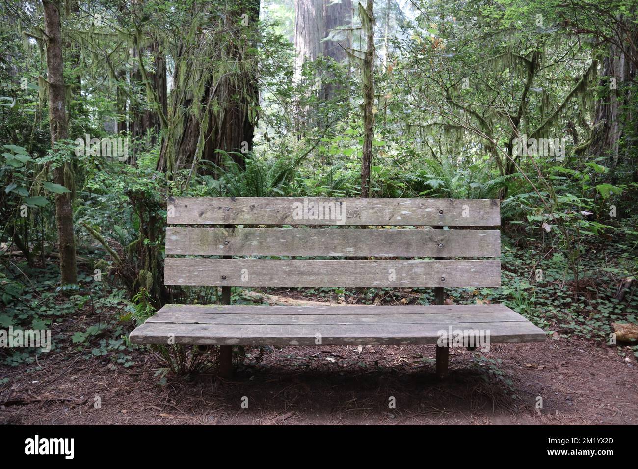 Eine Holzbank in einem Redwood-Wald in Humboldt County, Kalifornien, USA Stockfoto