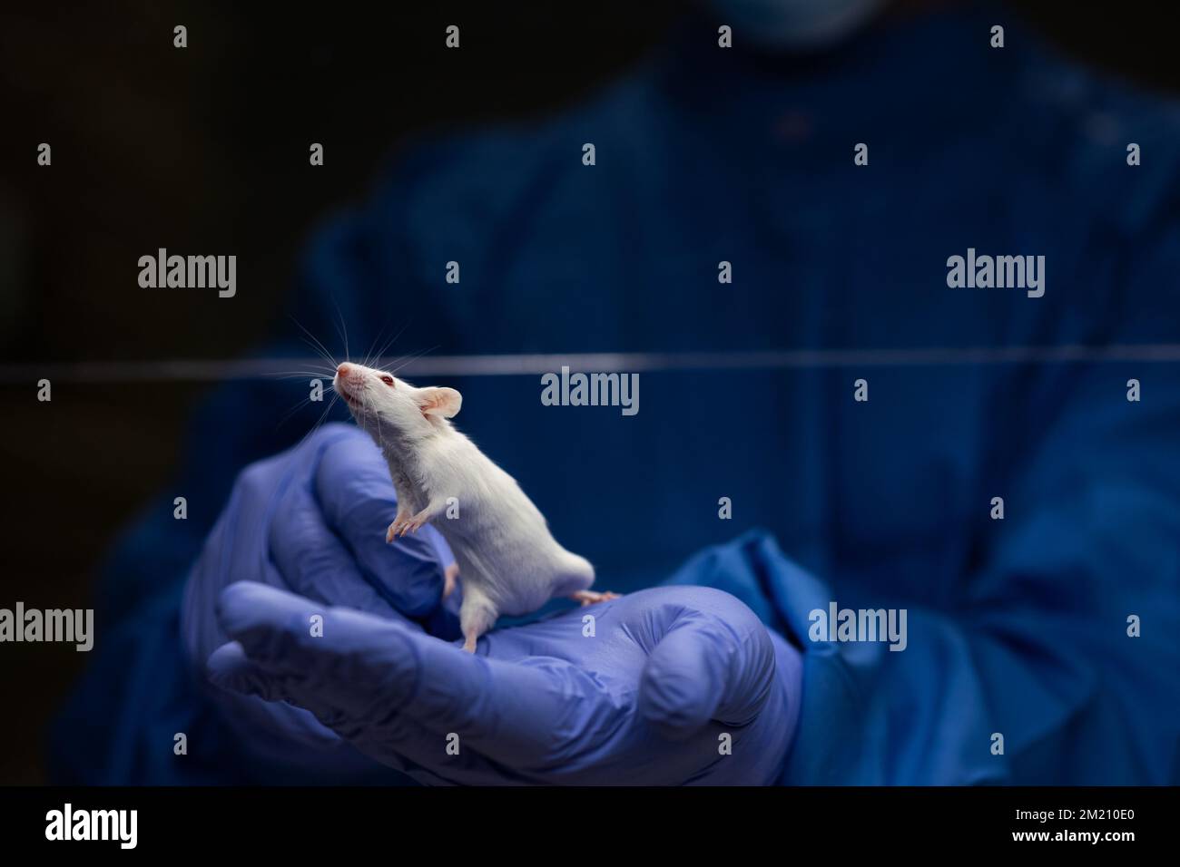 Wissenschaftler halten eine Labormaus, bewerten ihren Zustand, bevor sie einige Tests durchführen und das Tier mit einem Virus impfen Stockfoto