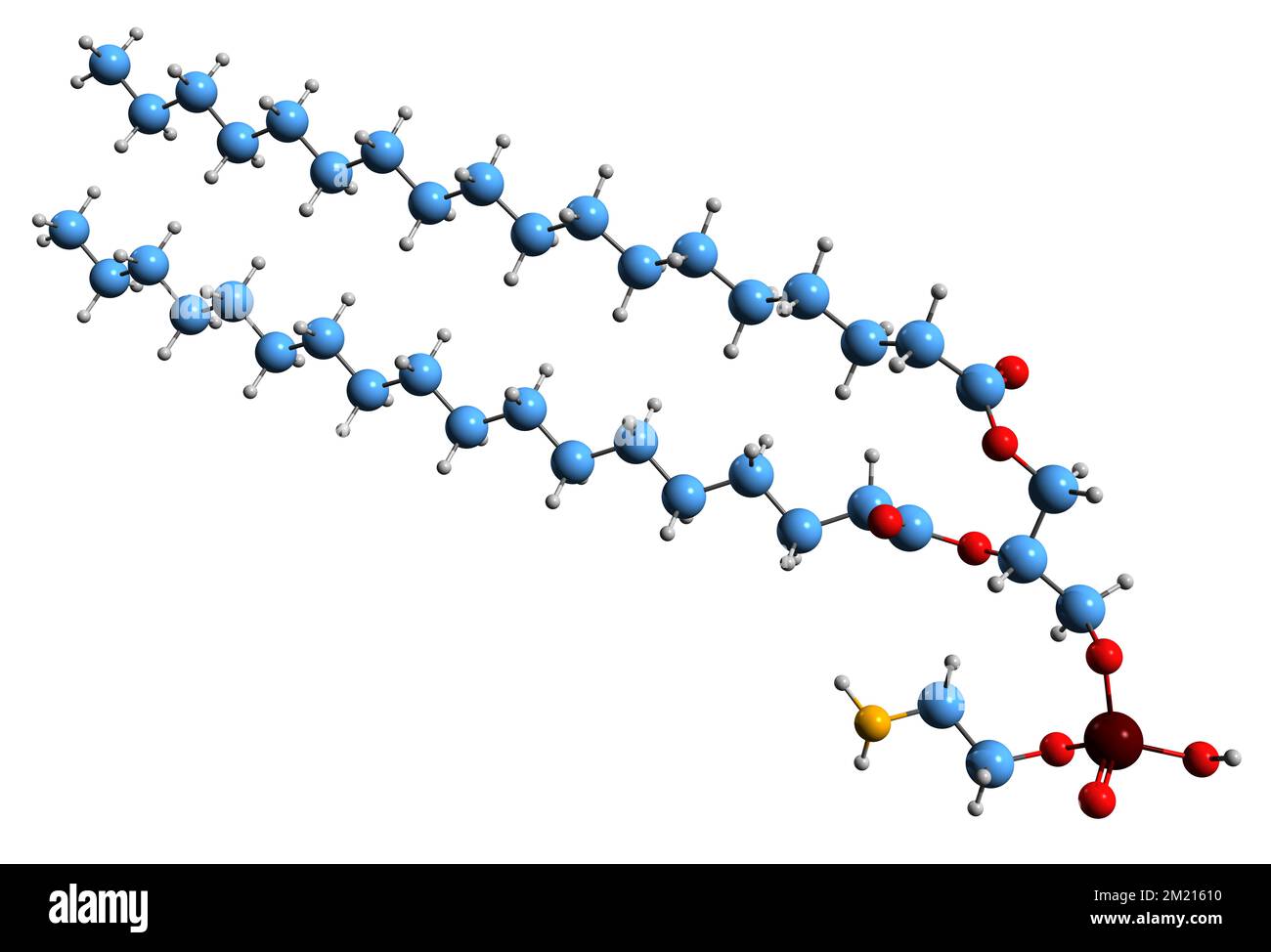3D-Bild der Phosphatidylethanolamin-Skelettformel - molekularchemische Struktur des auf weißem Hintergrund isolierten Phospholipids Stockfoto