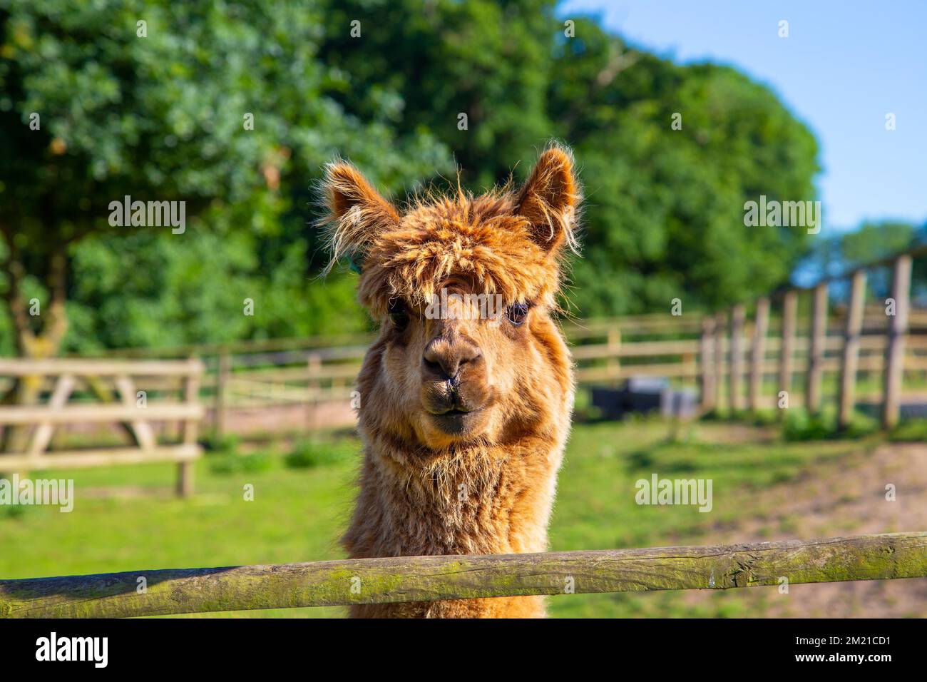 Ein Alpaka im Jimmy's Farm & Wildlife Park, Suffolk, Großbritannien Stockfoto