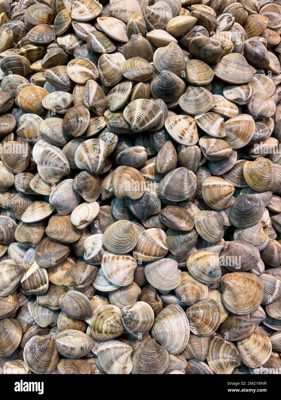 Málaga frisch geerntete Muscheln (geschnitzte Teppichschalen). Wie auf einem Fischmarkt gezeigt Stockfoto
