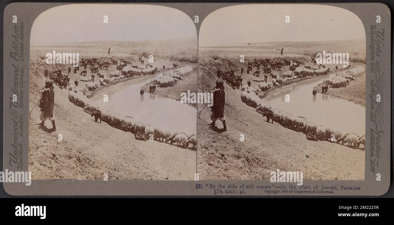 "Am Rande der ruhigen Gewässer" - auf der Ebene von Jezreel, Palästina (PS.xxiii 2), Schafe, Gewässer Edgar Sutton Dorr Fotosammlung Stockfoto