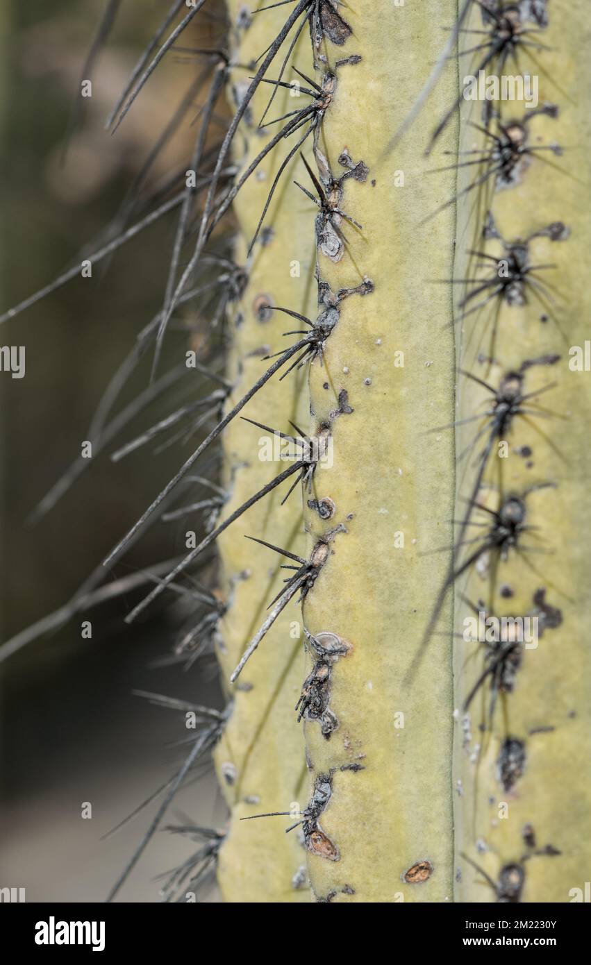 Columnarkaktus im Biosphärenreservat Tehuacan-Cuicatlan Stockfoto