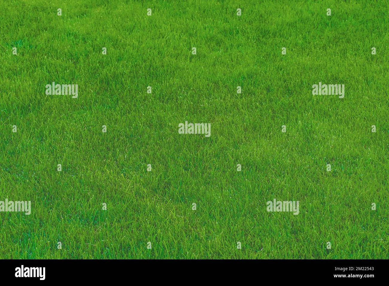 Grünrasen Rasenoberfläche Natur natürliche Tapetenstruktur Grüner Hintergrund. Stockfoto