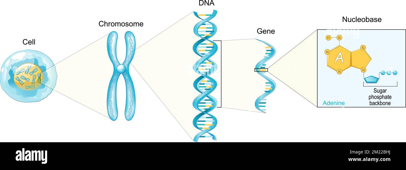 Struktur der Zelle. Von Nukleobase wie Adenin zu Gen, DNA und Chromosom. Genomsequenz. Molekularbiologie. Vektorposter Stock Vektor