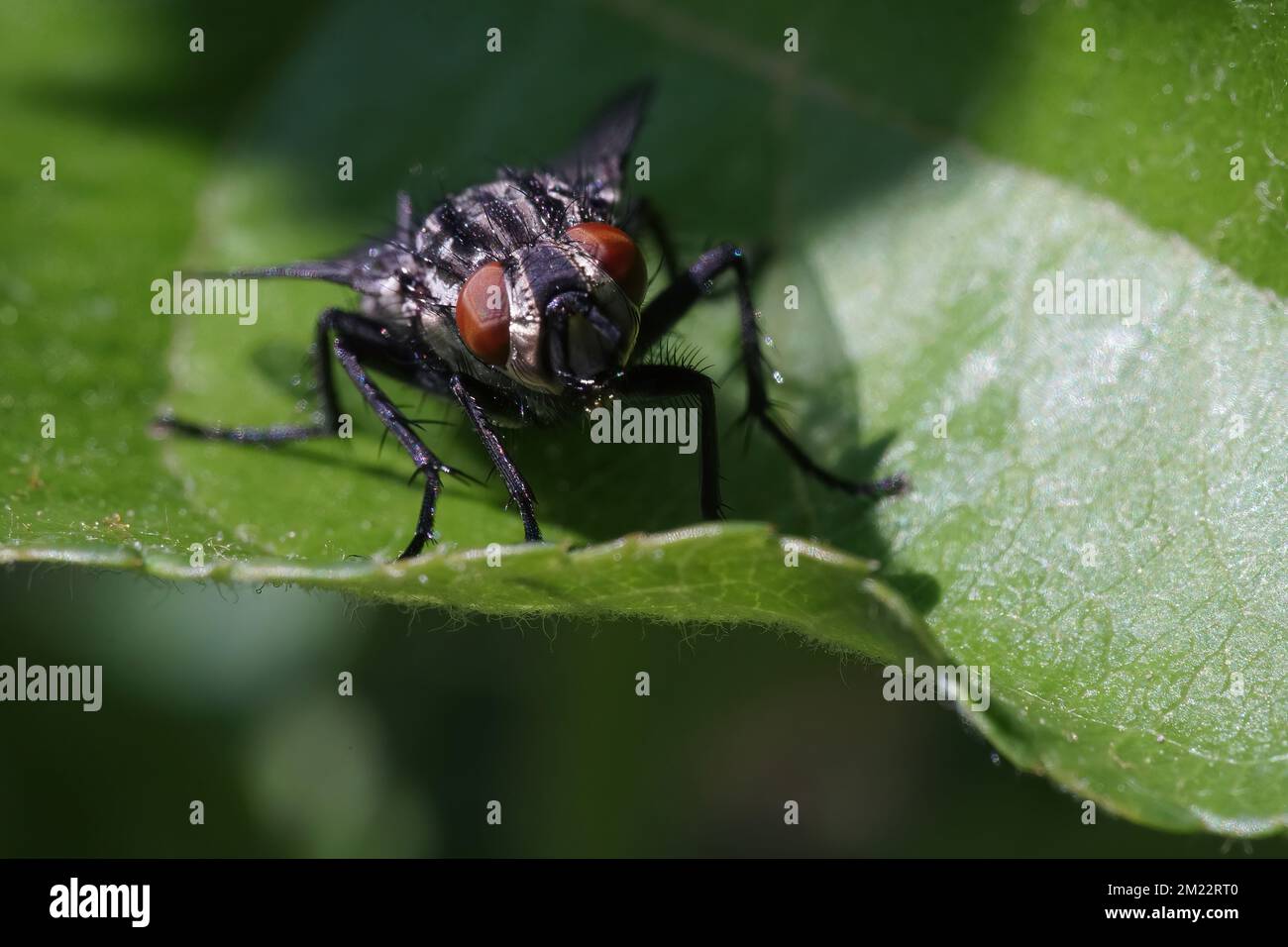 Die Fliege auf dem grünen Blatt Makrofotografie Stockfoto