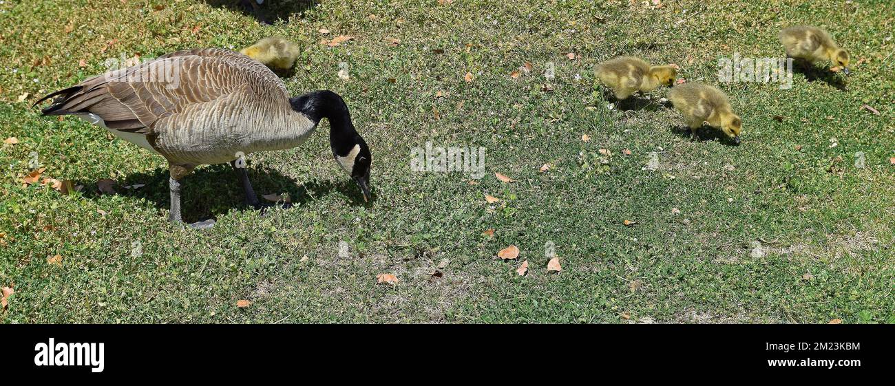 Kanadische Gänse mit Gänseblümchen auf dem Rasen eines Bürgerzentrums in Union City, Kalifornien Stockfoto