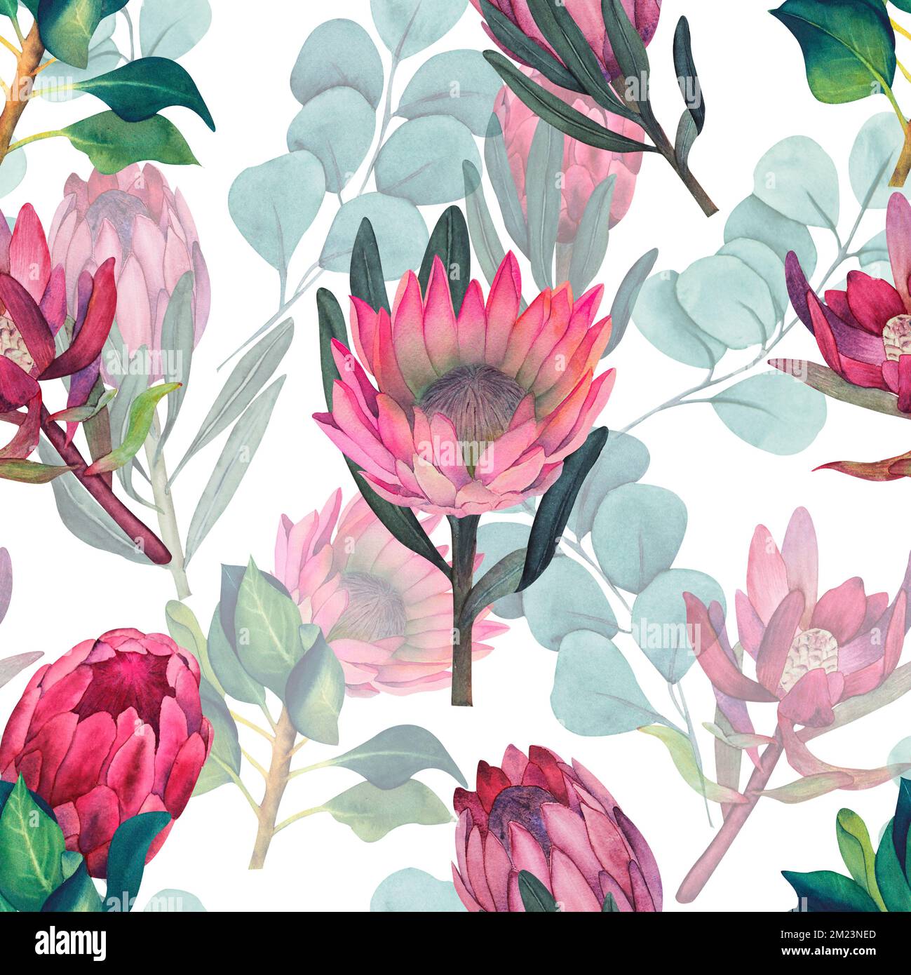 Wasserfarbenes, nahtloses Muster mit magentafarbenem protea, blühenden Blüten im Hintergrund und proteablättern. Stockfoto