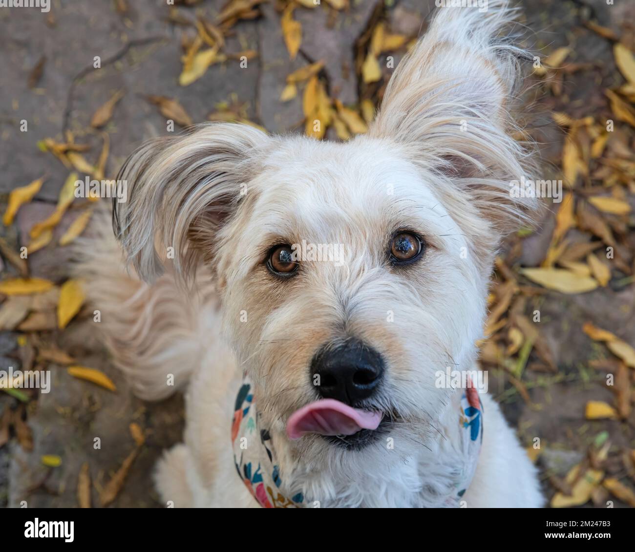 Süßer Hund, Pudelmischung, mit ausgestreckter Zunge in die Kamera. Stockfoto