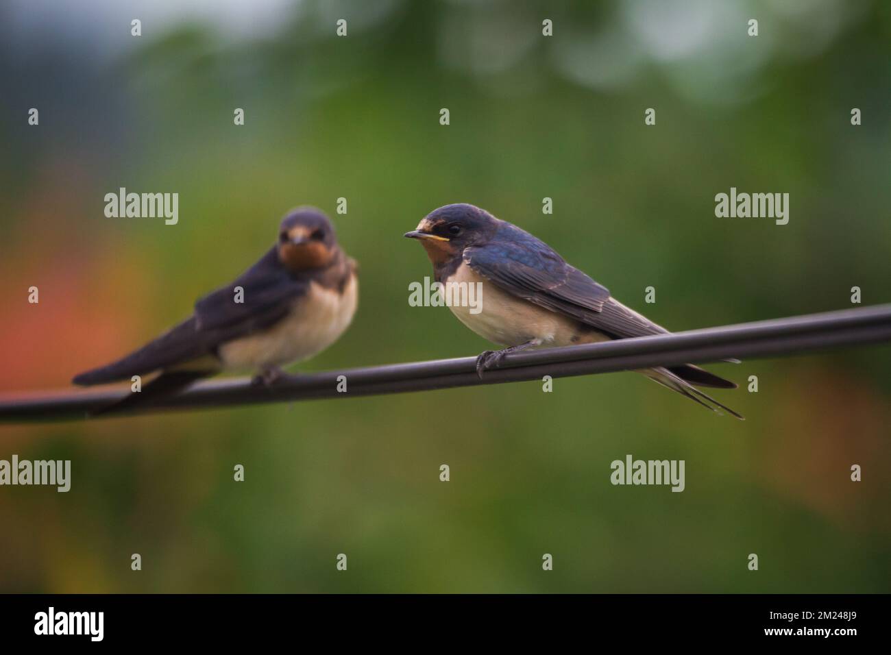 Scheunenschwalben (Hirundo rustica), die auf einem Elektrokabel sitzen Stockfoto