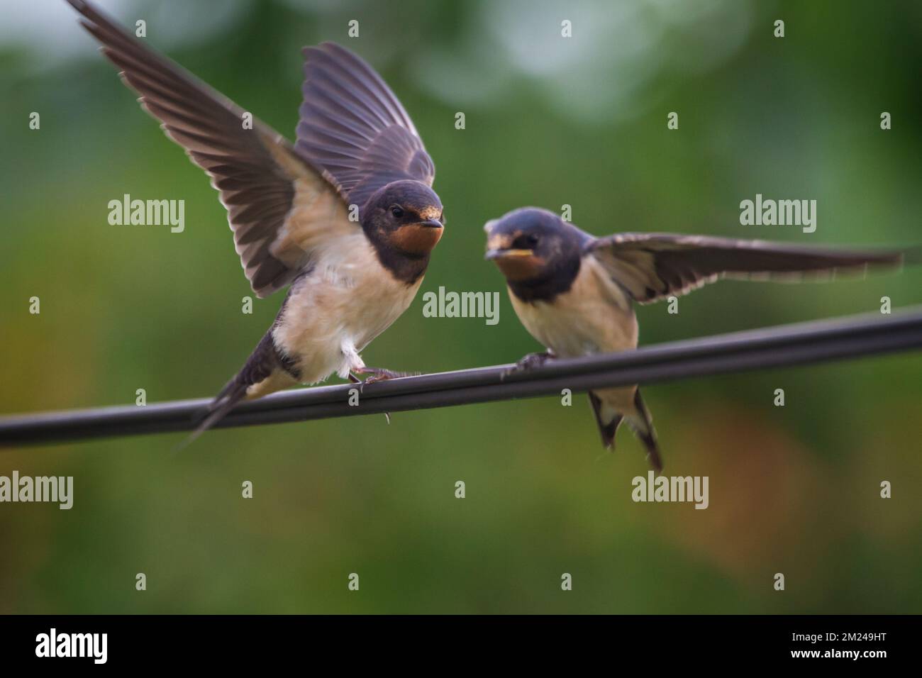 Scheunenschwalben (Hirundo rustica), die auf einem Elektrokabel sitzen Stockfoto