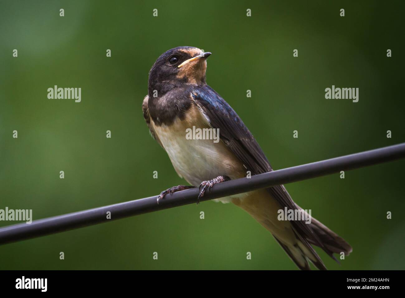 Scheunen-Schwalbe (Hirundo rustica), die auf einem Elektrokabel sitzt Stockfoto