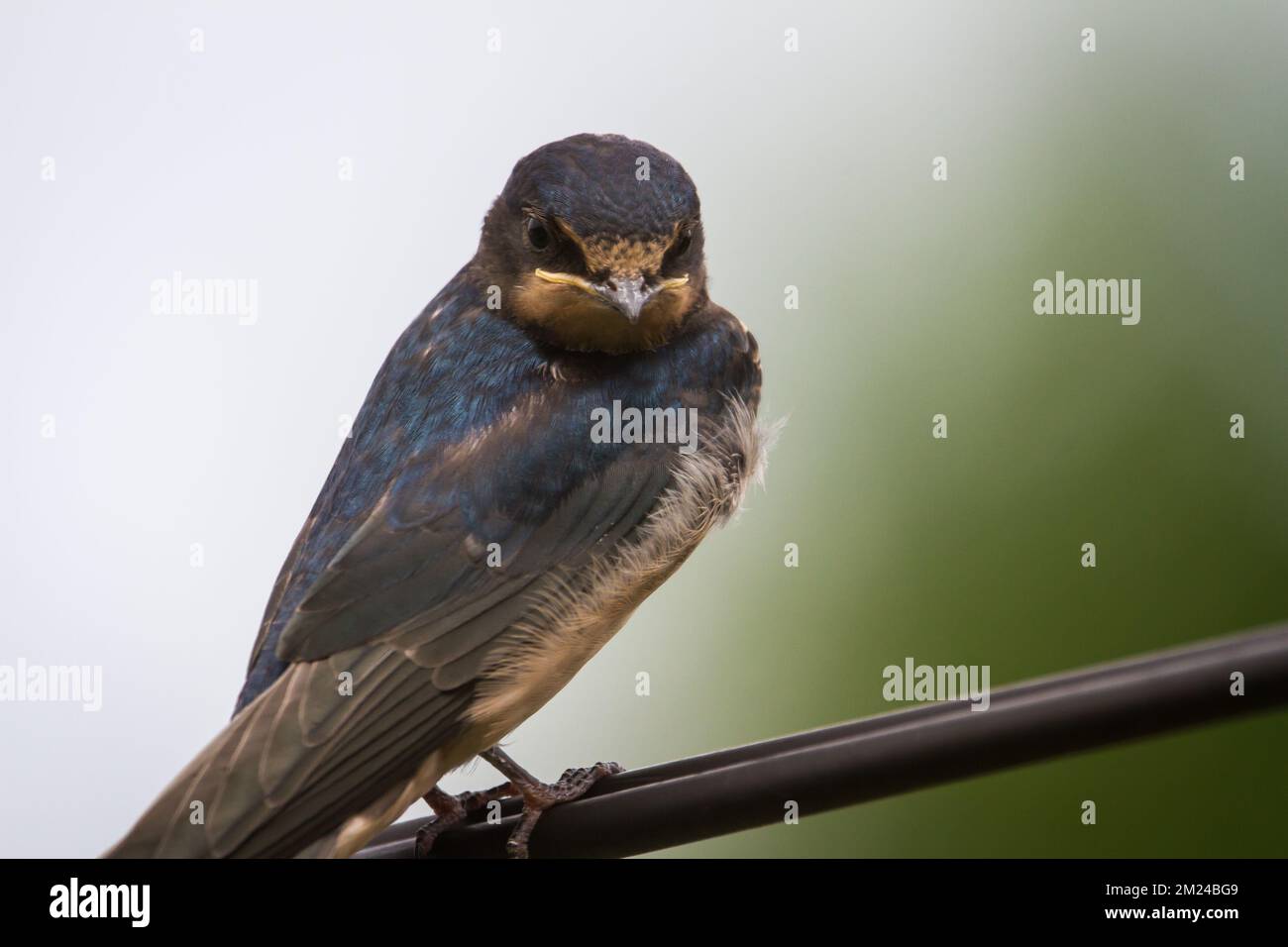 Scheunen-Schwalbe (Hirundo rustica), die auf einem Elektrokabel sitzt Stockfoto