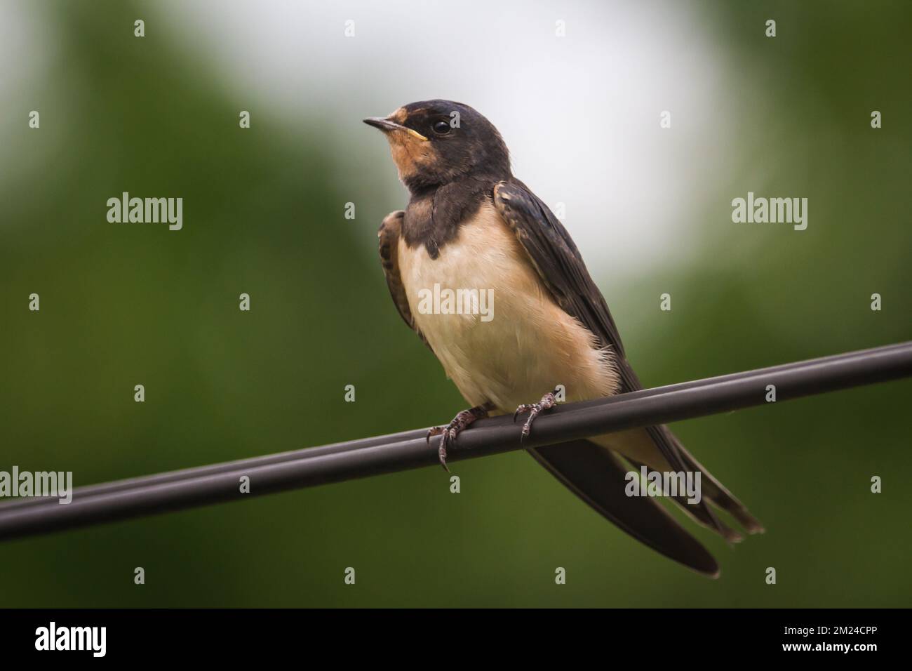 Scheunen-Schwalbe (Hirundo rustica), die auf einem Elektrokabel sitzt Stockfoto