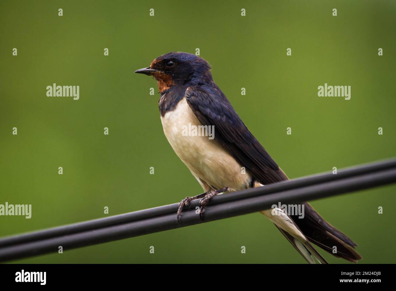 Scheunen-Schwalbe (Hirundo rustica), die auf einem Elektrokabel sitzt Stockfoto