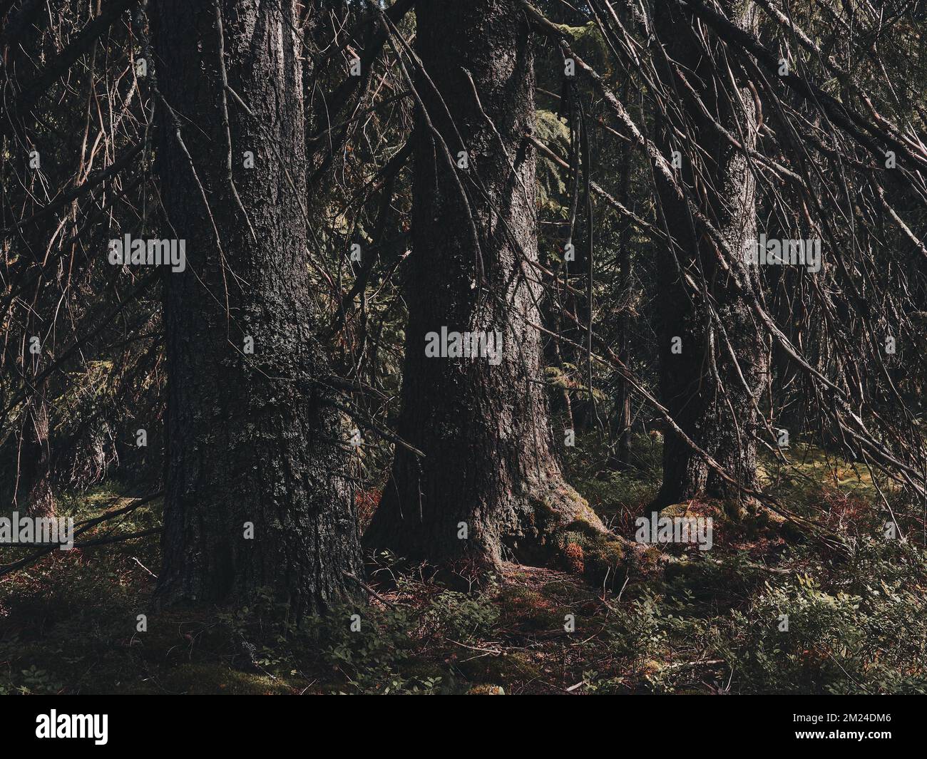 Das üppige Hemningsdalen-Tal in den Totenasen-Hügeln mit dicken Stämmen und langen Astbäumen Stockfoto