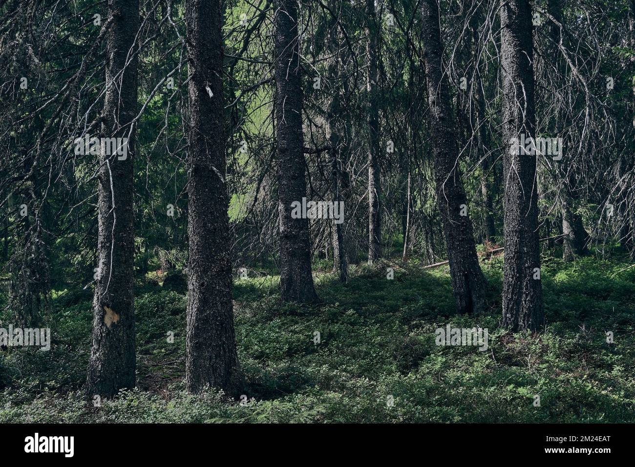 Das üppige Hemningsdalen-Tal in den Totenasen-Hügeln mit dicken Stämmen und langen Astbäumen Stockfoto