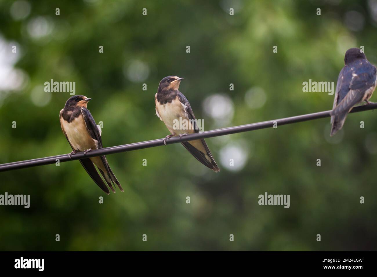 Scheunenschwalben (Hirundo rustica), die auf einem Elektrokabel sitzen Stockfoto