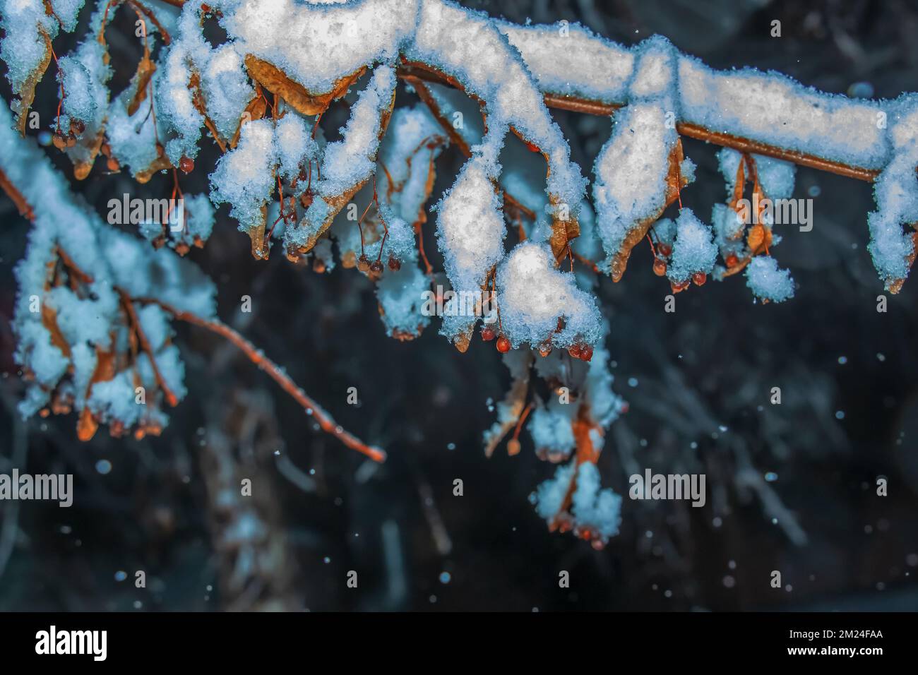 Linden bedeckt mit dem ersten Schnee. Linden-Zweig mit Trockenblüte im Winter. Stockfoto
