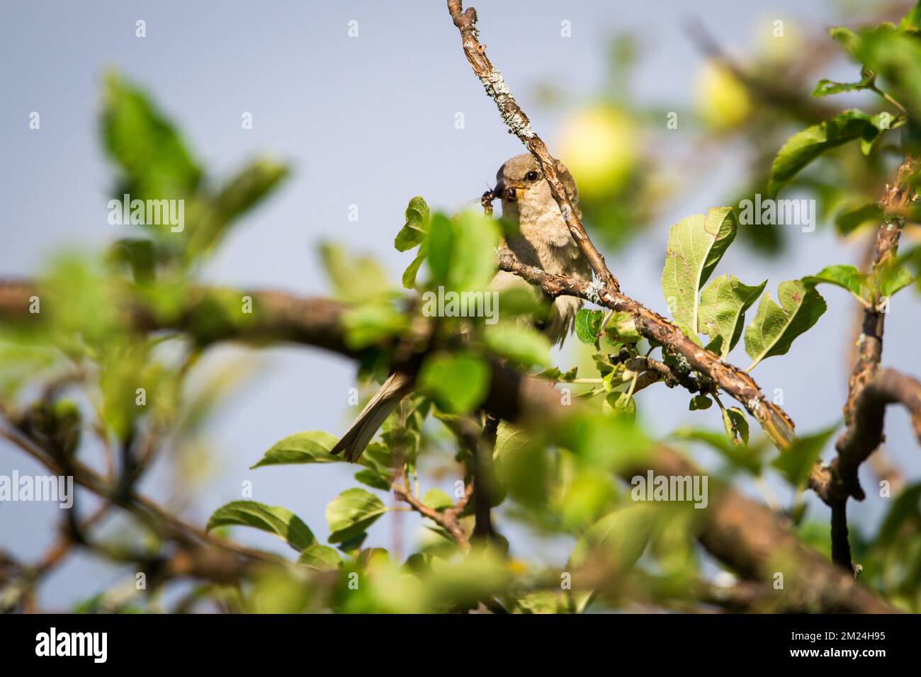 Weiblicher Hausspatz (Passer domesticus) in Ästen mit einem Insekt Stockfoto