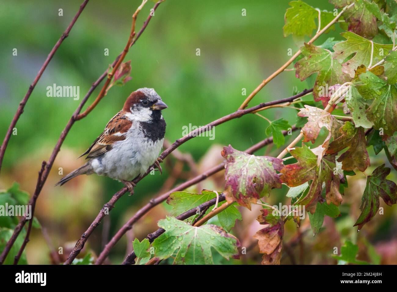 Männlicher Hausspatz (Passer domesticus) in Zweigen Stockfoto