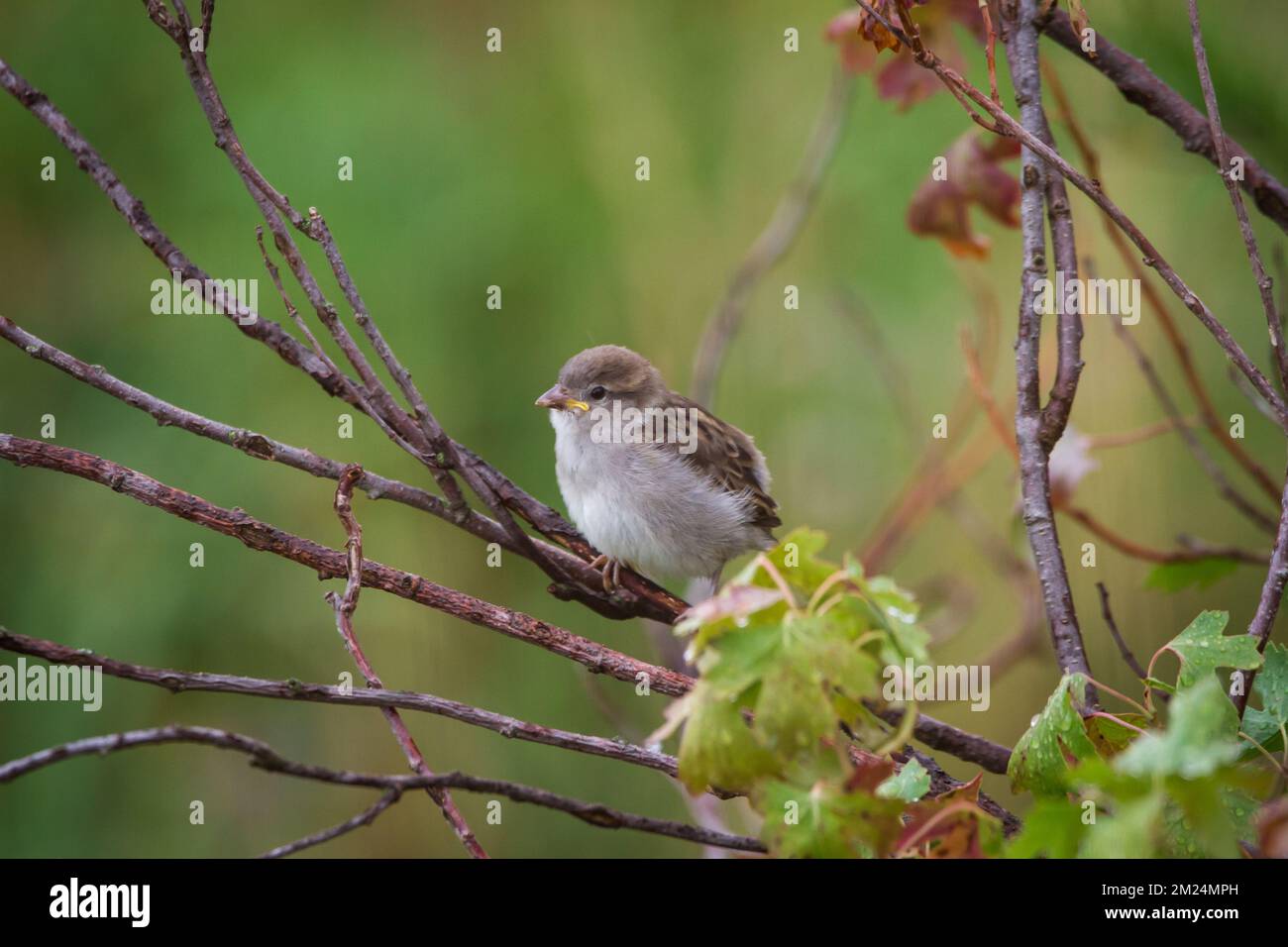 Der junge Hausstaub (Passer domesticus) sitzt in Zweigen Stockfoto