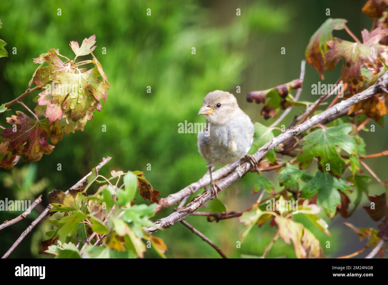 Weiblicher Hausspatz (Passer domesticus) in Zweigen Stockfoto