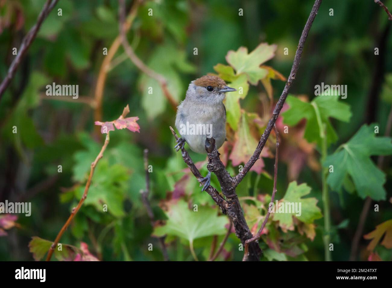 Weibliche Schwarzkappen (Sylvia atricapilla) in Zweigen Stockfoto