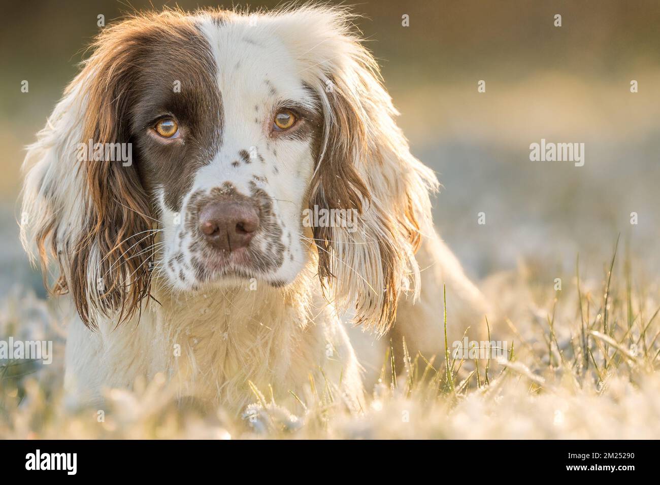 Englischer Springer Spaniel Arbeitshund lag im goldenen Sonnenlicht auf eiskaltem Gras Stockfoto